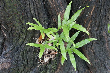 The fern was born on the branch of a large tree.   