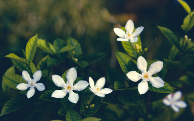 exotic, beautiful blooming white jasmine flowers surrounded by green leaf and branch with blurred...