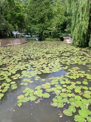 lake lotus