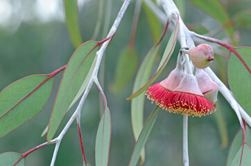 Red blossoms and grey green leaves of the Australian native mallee tree Eucalyptus caesia, family Myrtaceae. Common name is Silver Princess. Endemic to south west Western Australia.