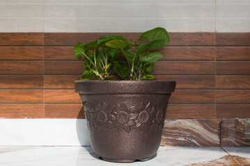 Money plant in dark brown large flower pot in daylight