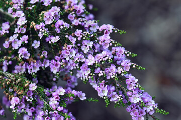 Delicate purple flowers of the Australian native shrub Thryptomene denticulata, family Myrtaceae. Endemic to Western Australia. Winter and spring flowering.  - 439110287
