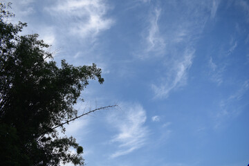 Bamboo tree top and clear blue sky with white clouds