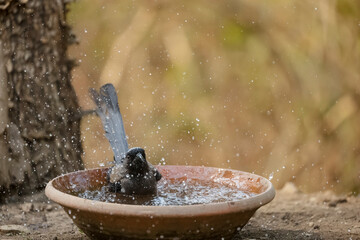 Grey Treepie (Dendrocitta formosae) Bird photographed in Sattal while taking bath in water body.