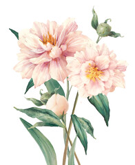 Watercolor white peony poster. Artistic botanical illustration isolated on white background. - 439111418