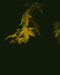 leaves on black background