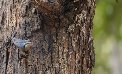 Chestnut-bellied nuthatch (Sitta cinnamoventris) bird with food on beak near water body in the forest. 