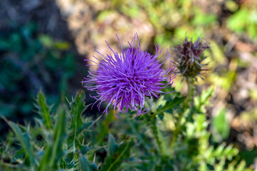 thistle flower in bloom