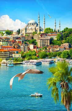 Palm tree and Suleymaniye Mosque
