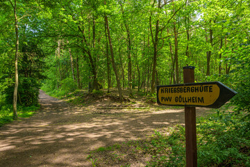 path in a german forest