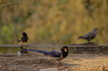 Red-billed blue magpie (Urocissa erythrorhyncha) in the forest of Uttarakhand.
