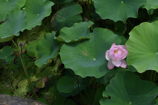 imege of Dark green leaves and light pink flowers (lotus flowers)