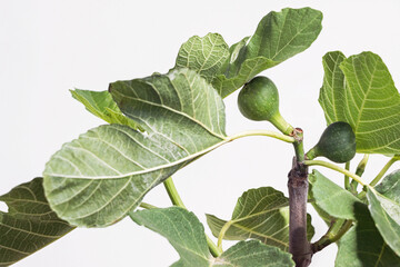 close up of fig fruit on Ficus carica tree branch with white background  