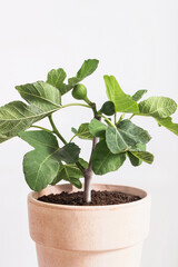 Ficus carica tree with fig fruit growing on branch in clay pot