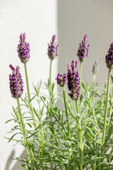 Spanish lavender flower in sunlight with white background 