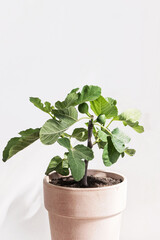 Ficus carica tree with fig fruit growing on branch in clay pot