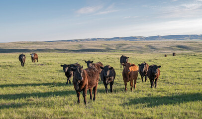 A herd of cattle on the prairie near Val Marie, Saskatchewan, Canada - obrazy, fototapety, plakaty