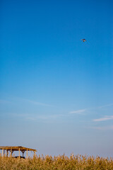 Tiny motor-para-glider flying over beach wooden construction, Black Sea, Bulgaria, clear blue sky, minimalist feel