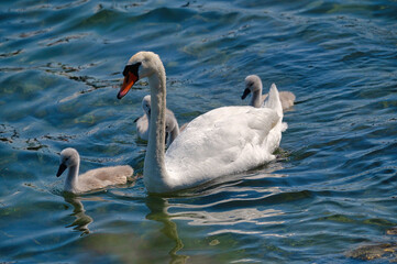 Oiseaux du lac Léman