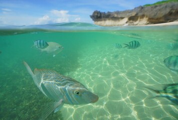 Tropical fish underwater Okinawa in Japan