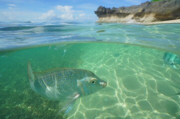 Tropical fish underwater Okinawa in Japan