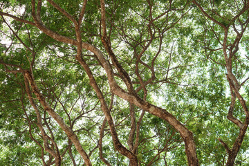 Branches and leaves background of a large tree  