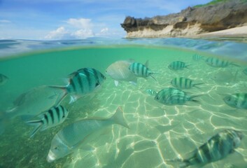 Tropical fish underwater Okinawa in Japan