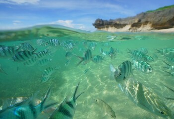 Tropical fish underwater Okinawa in Japan