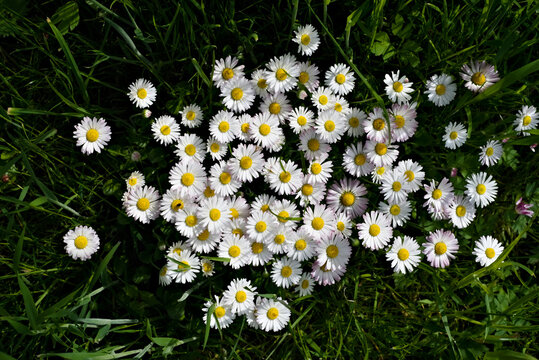 meadow of white daisies against the backdrop of green grass in the midday sun