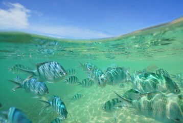 Tropical fish underwater Okinawa in Japan