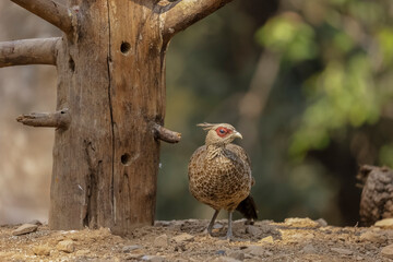 Portrait of Kalij Pheasant (Lophura leucomelanos) bird in the forest.
