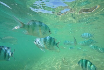 Tropical fish underwater Okinawa in Japan
