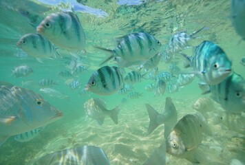 Tropical fish underwater Okinawa in Japan
