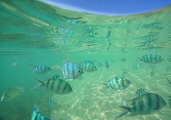 Fototapeta na wymiar Tropical fish underwater Okinawa in Japan