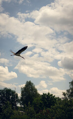 stork flies across the sky with clouds