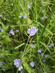 Wild blue little flowers