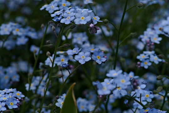 background of blue spring forget-me-nots lit by full sun