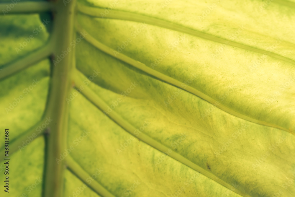 Poster close up beautiful green yellow leaf background texture. macro photography view..