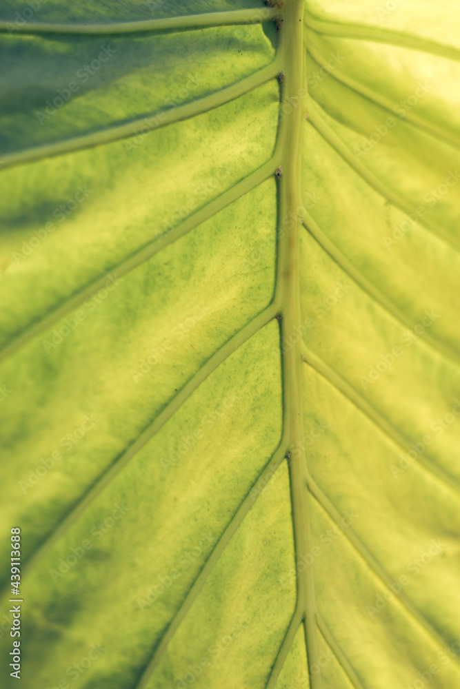 Poster close up beautiful green yellow leaf background texture. macro photography view..