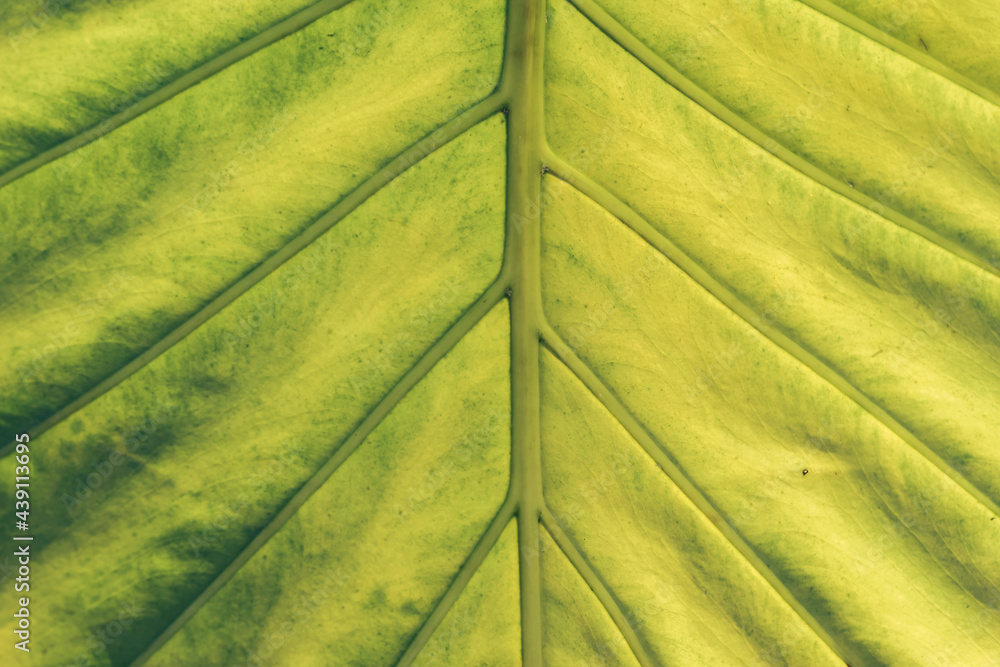 Poster close up beautiful green yellow leaf background texture. macro photography view..