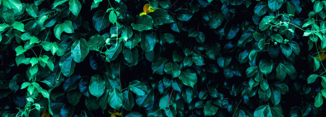 closeup tropical green leaf background. Flat lay, fresh wallpaper banner concept	
