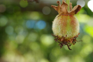 キウイフルーツの実
