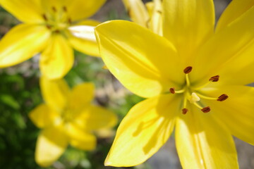 黄色いユリの花