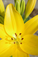 黄色いユリの花