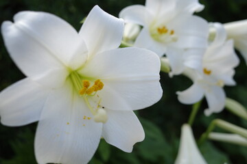 Fototapeta na wymiar 白いユリの花