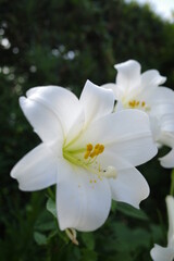 Obraz na płótnie Canvas 白い百合の花