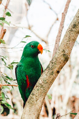 Green eclectus parrot portrait closeup on a tree