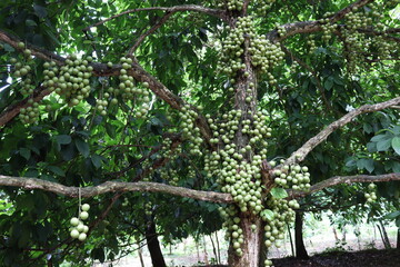 Tasty Baccaurea motleyana on Tree