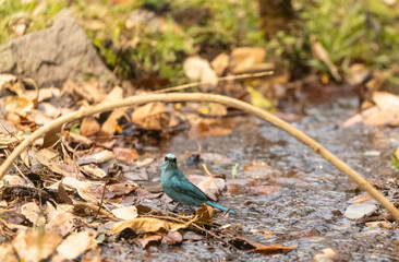 Verditer Flycatcher (Eumyias thalassinus) bird perching  in the forest of Sattal.