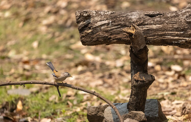 Blue-winged Minla (Siva cyanouroptera), also known as the blue-winged Siva, is a species of bird in the family Leiothrichidae at Sattal.